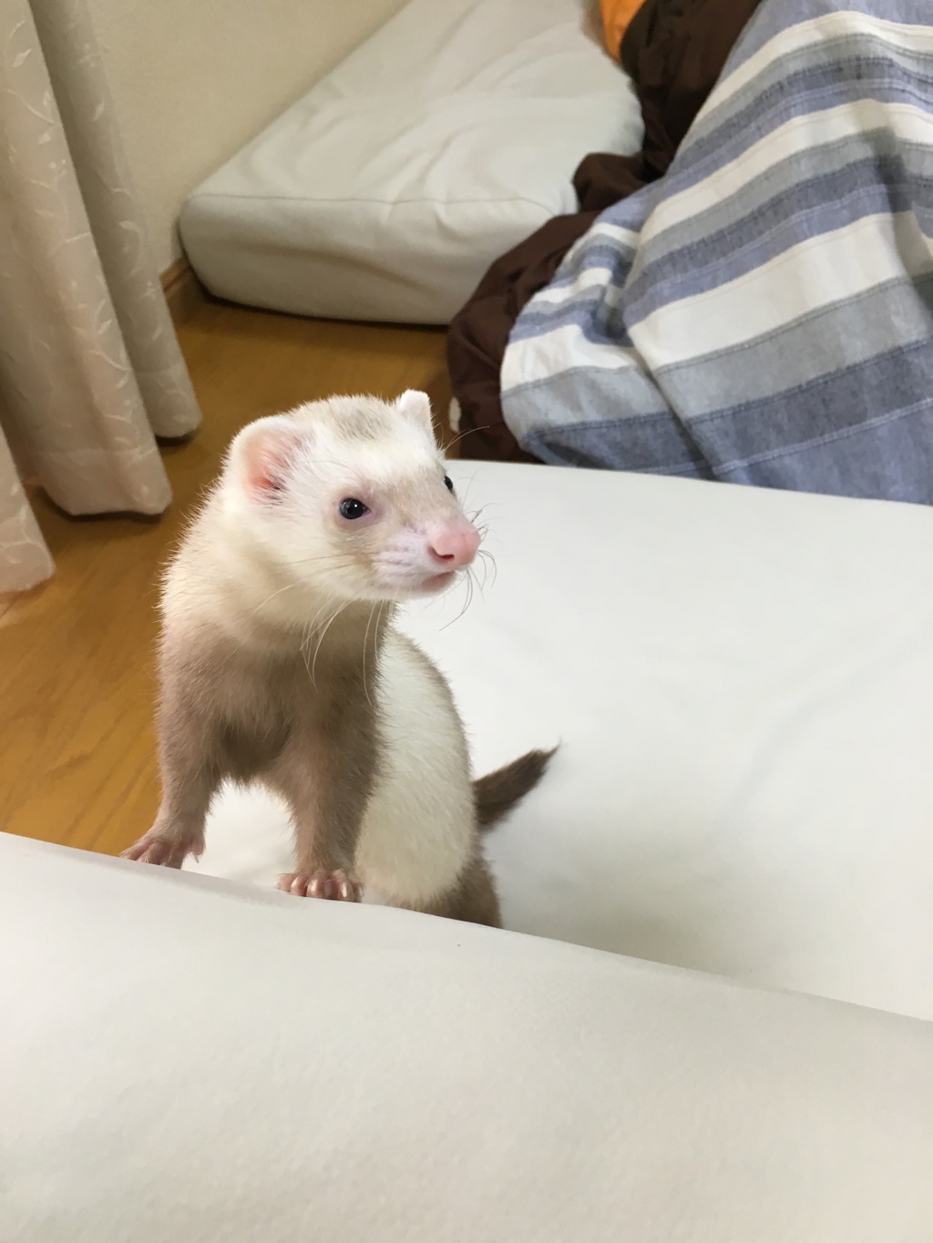 呼んだ？
