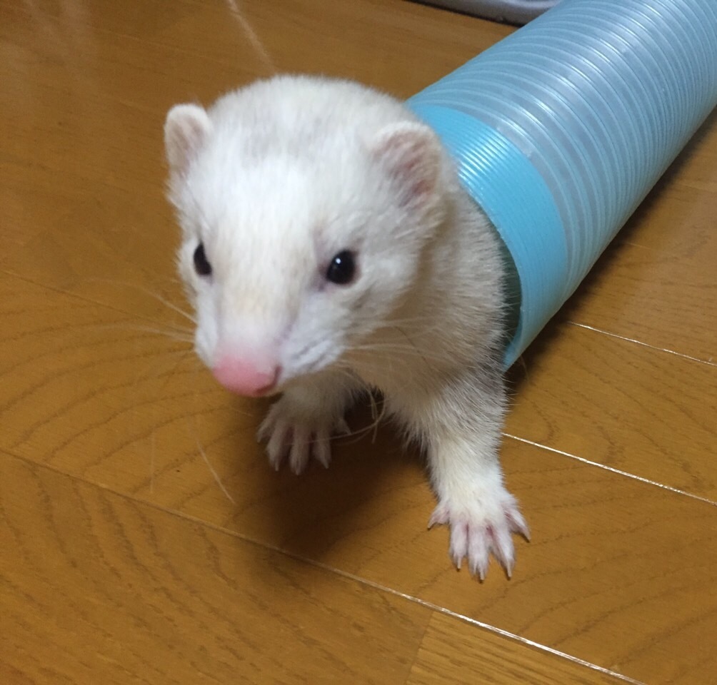 ラトゥールなの！
