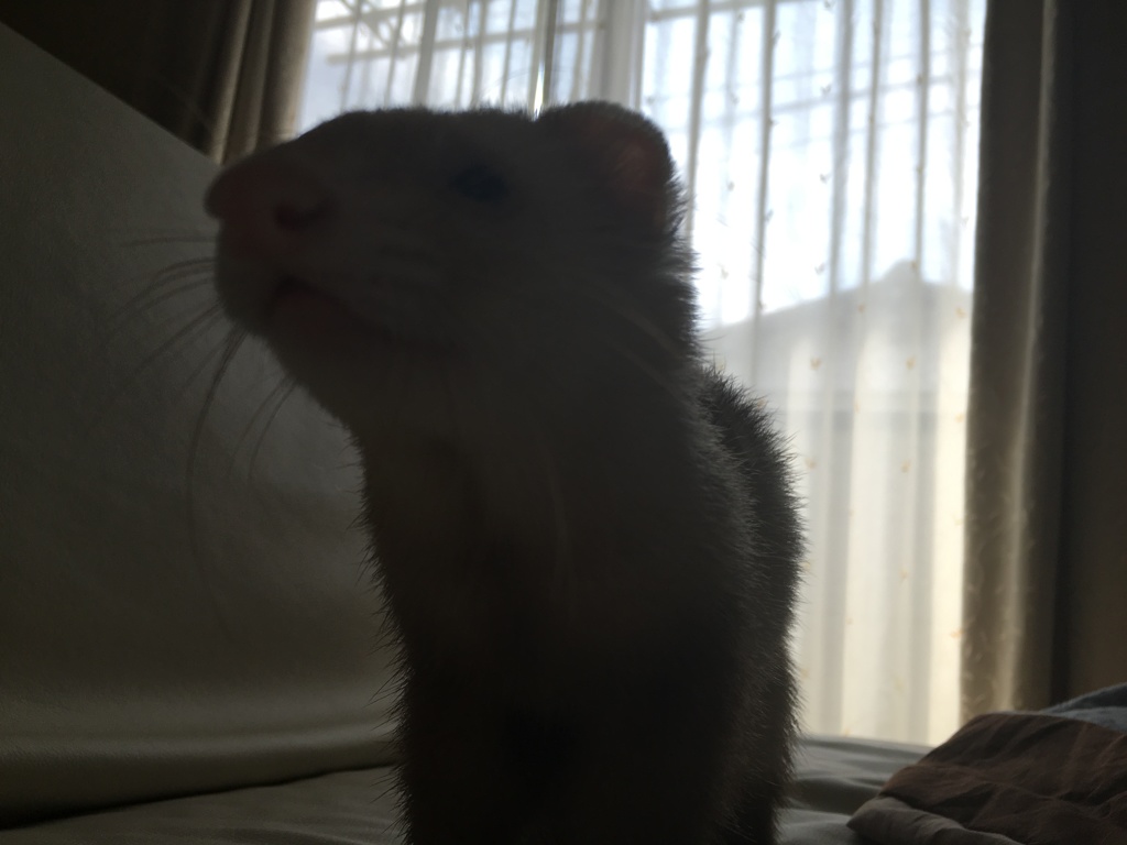 逆光イタチ