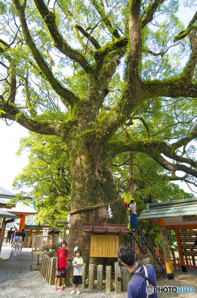 那智寺の御神木