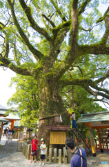 那智寺の御神木