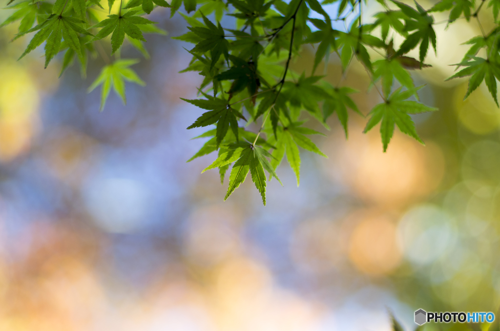 紅葉の時期だけどまだ青い。。。