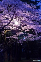 街灯と夜桜