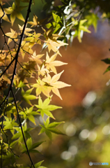 紅葉の木漏れ日