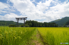 稲穂と鳥居