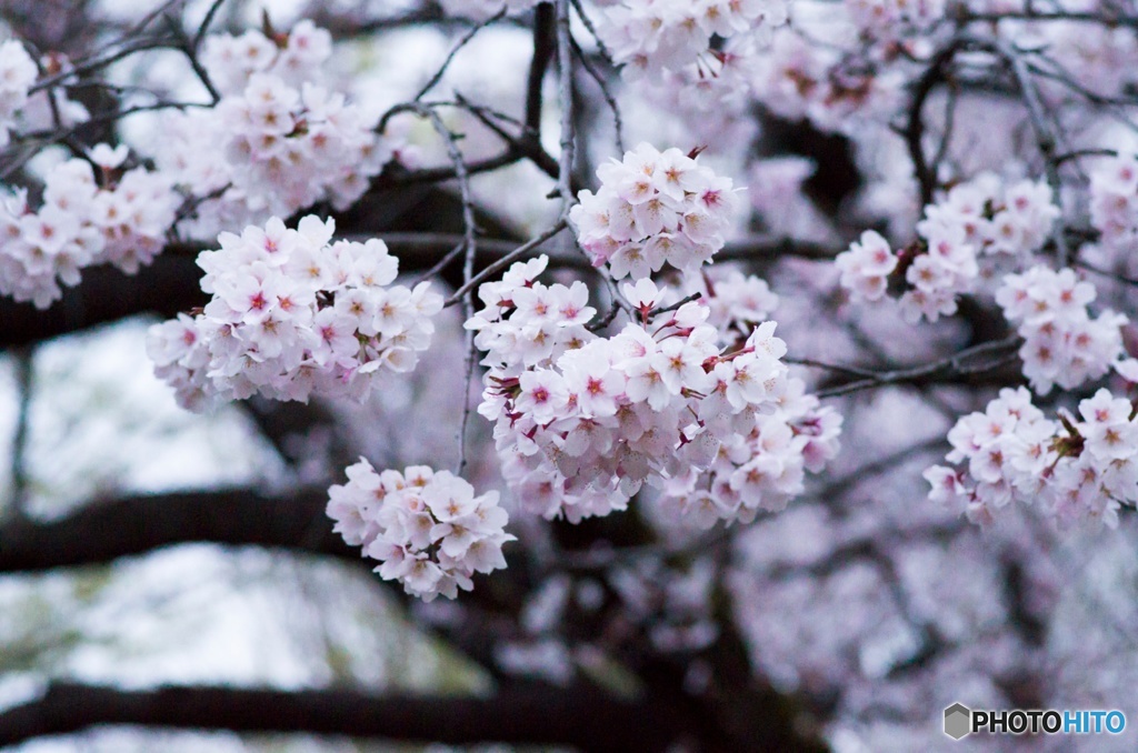 桜