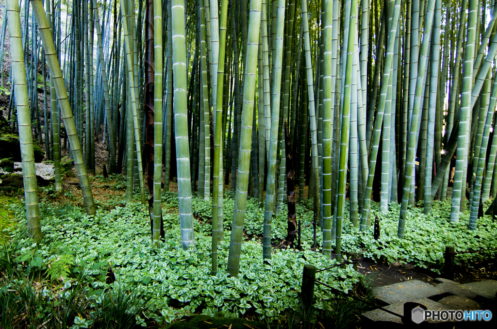 報国寺の竹林