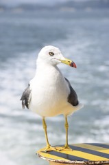 松島のカモメ