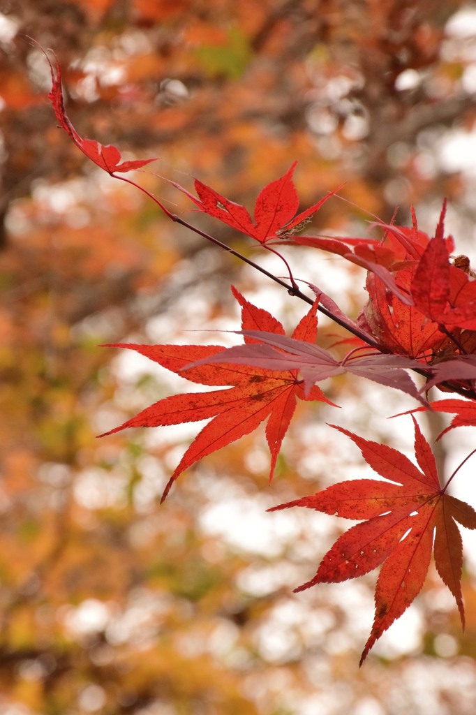 長瀞の紅葉