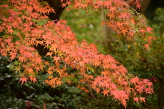 昭和記念公園の晩秋