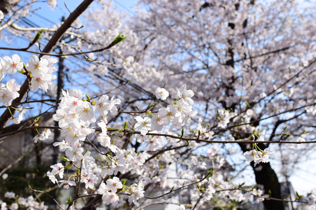 桜坂4