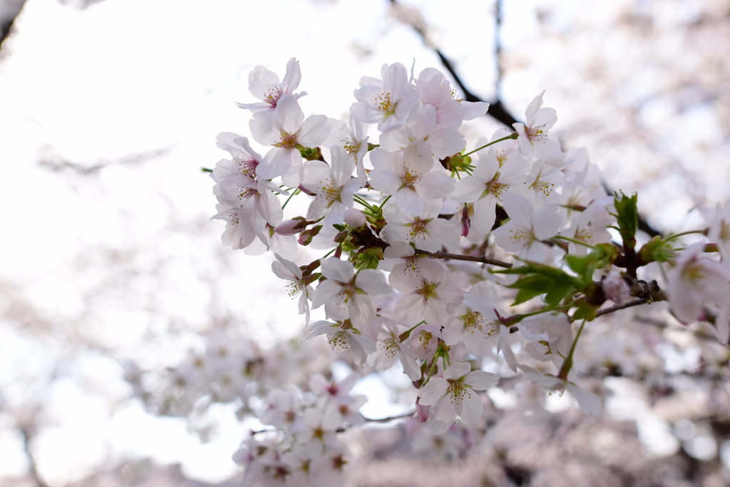 桜坂3