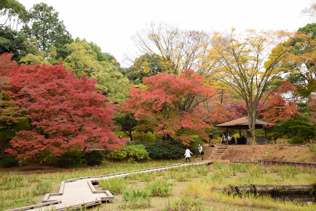 昭和記念公園の晩秋