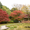 昭和記念公園の晩秋