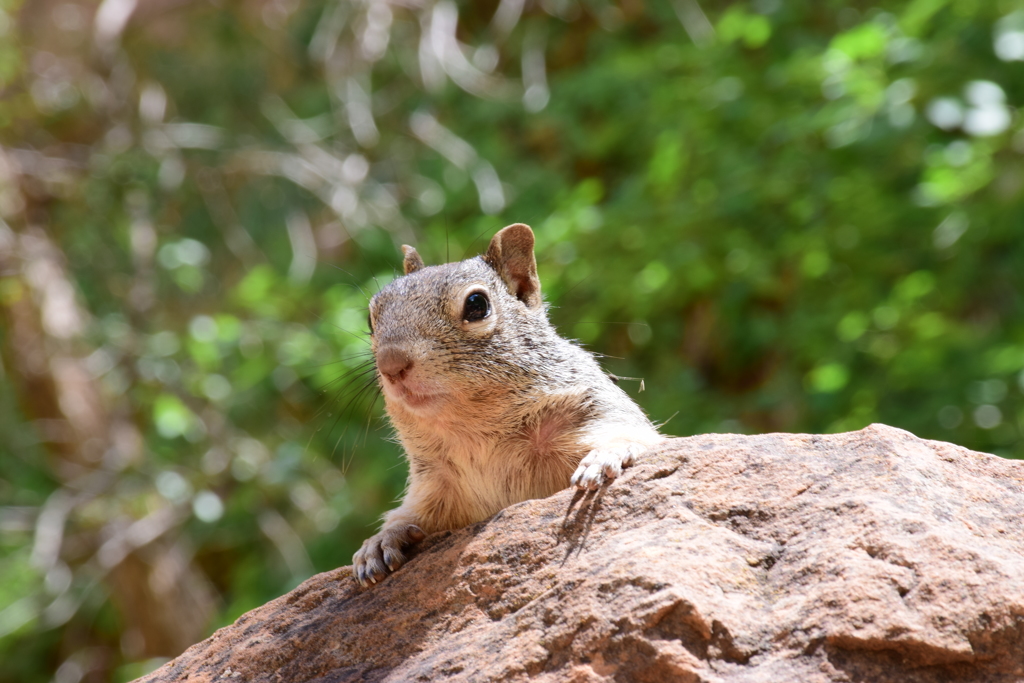 Squirrel at Zion