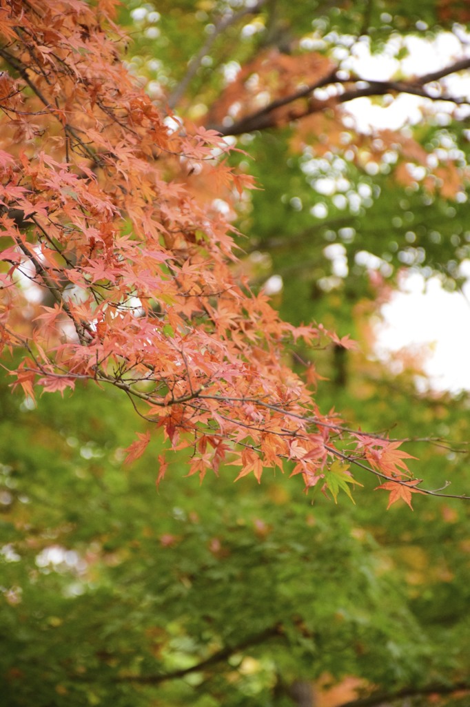 昭和記念公園の晩秋