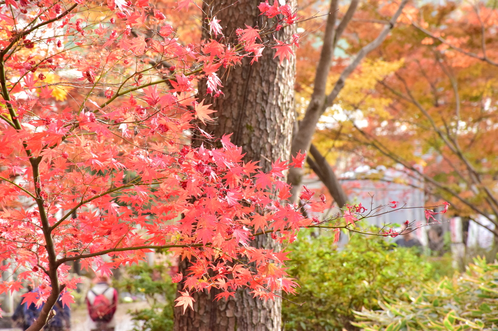 長瀞の紅葉