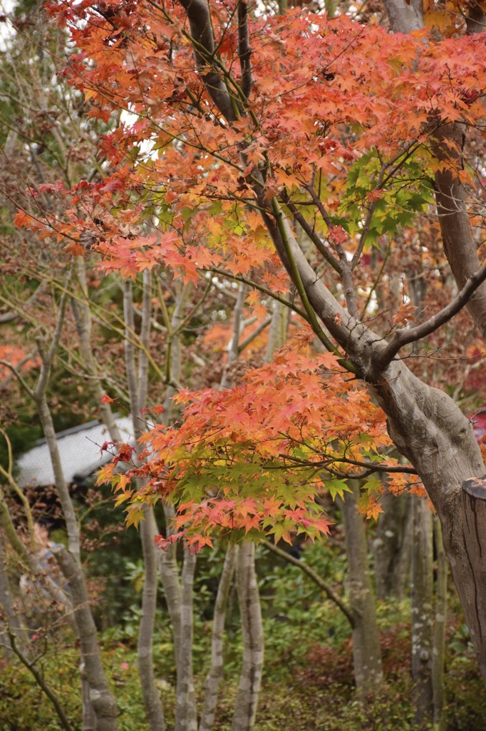 昭和記念公園の晩秋