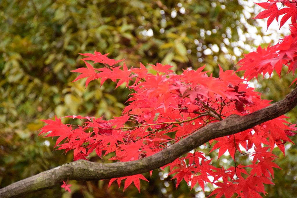 昭和記念公園の晩秋