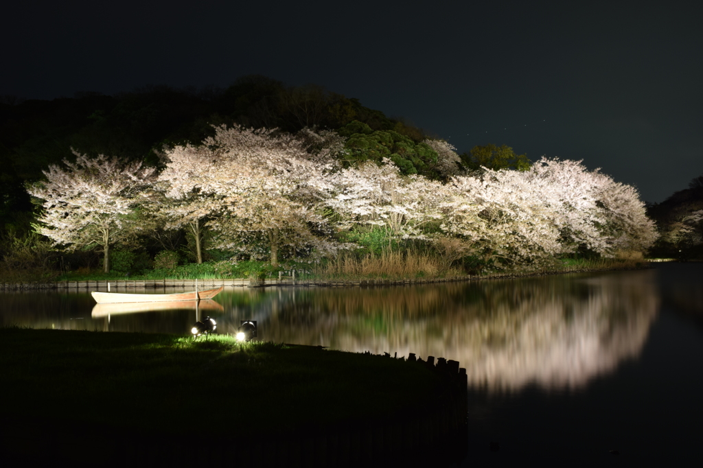 夜桜