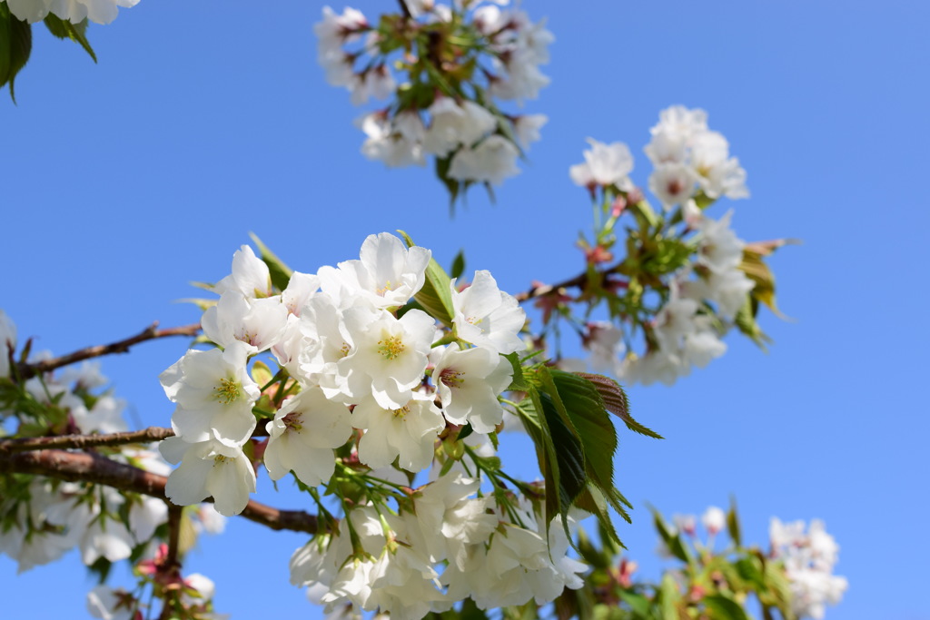 若洲の桜