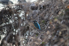 カワセミ　近所の小川にて