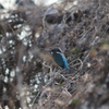 カワセミ　近所の小川にて