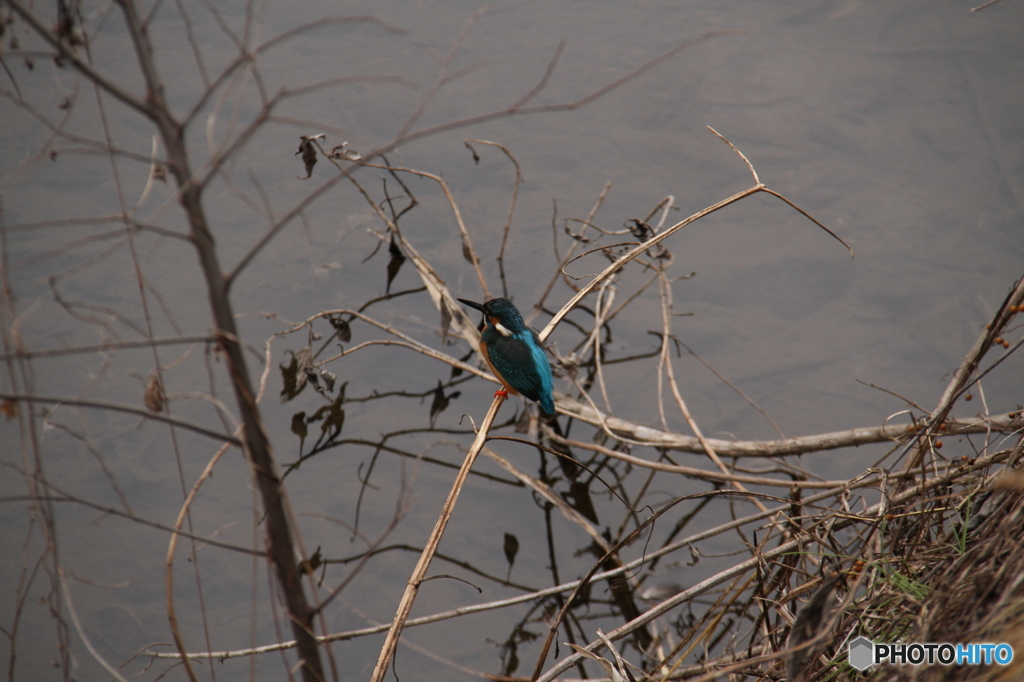 カワセミが来る小川