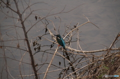 カワセミが来る小川