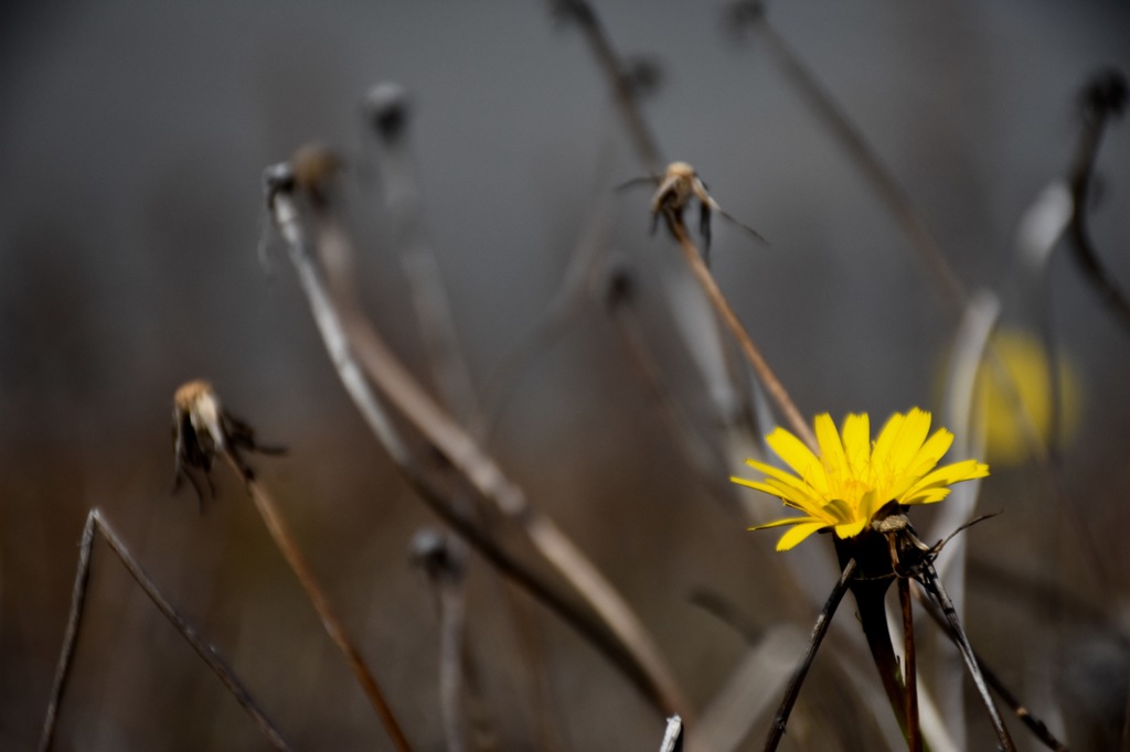 秋も終わりですね〜