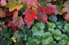 leaves on the ground