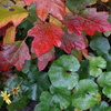 leaves on the ground