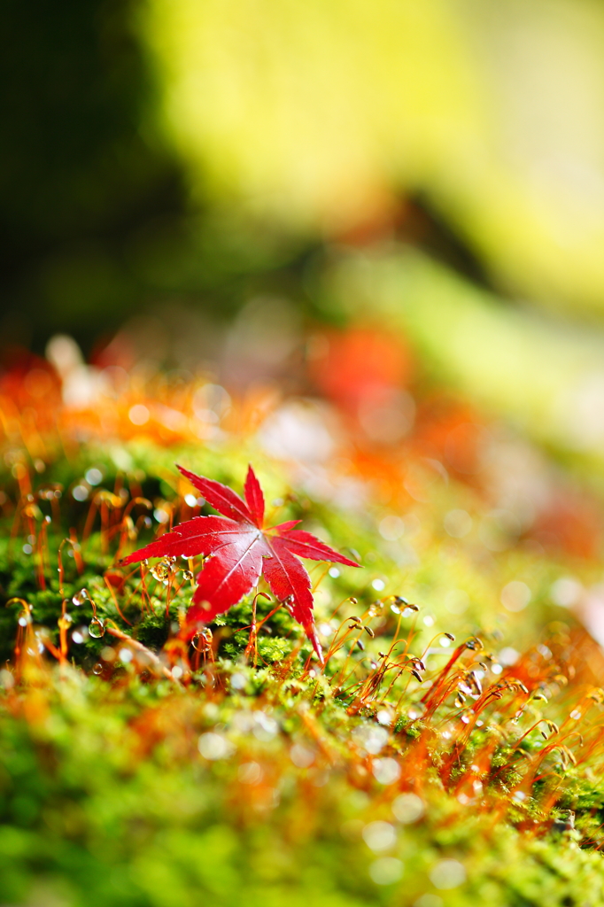 紅と水玉