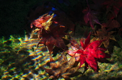 水紅葉