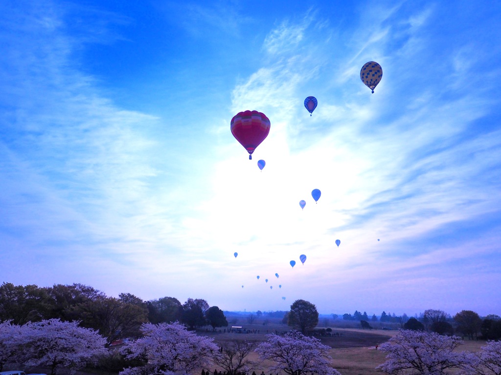 気球と桜