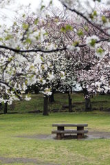 桜満開の雨の公園