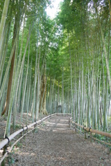 竹林の小道