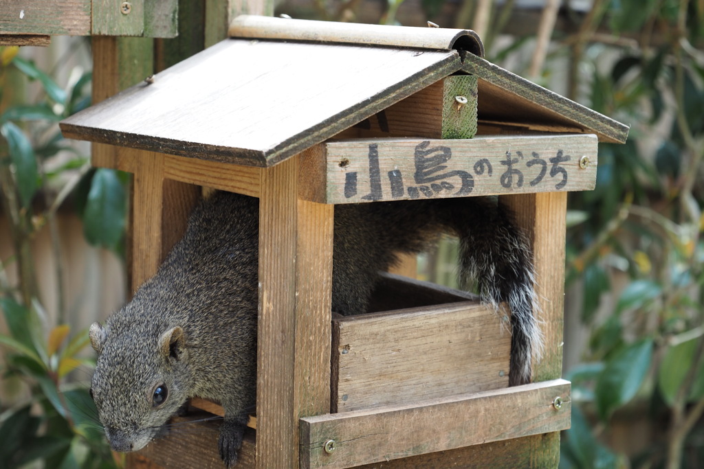 かわいいエサ泥棒