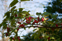 食べちゃいけない木の実です
