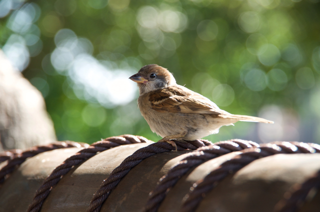 ディズニーシーの雀