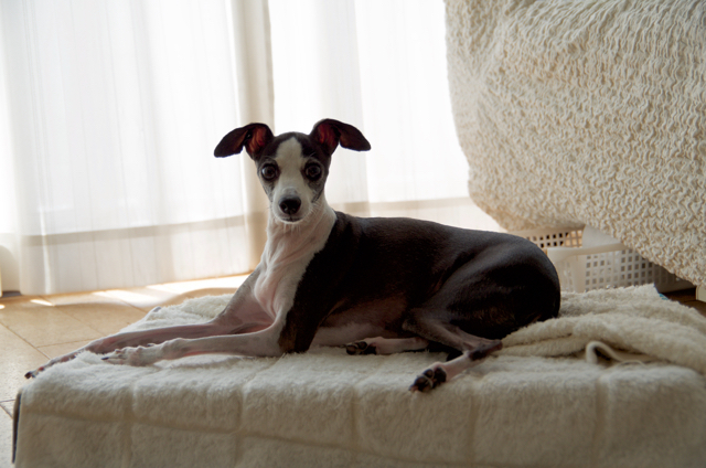 お気に入りのベット