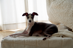 お気に入りのベット