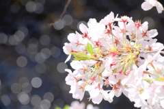 SAKURA05