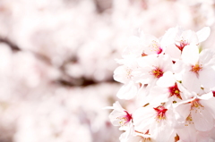 0558SAKURA03