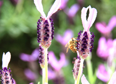 蜂