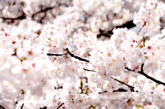 SAKURA04