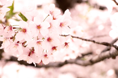 SAKURA01