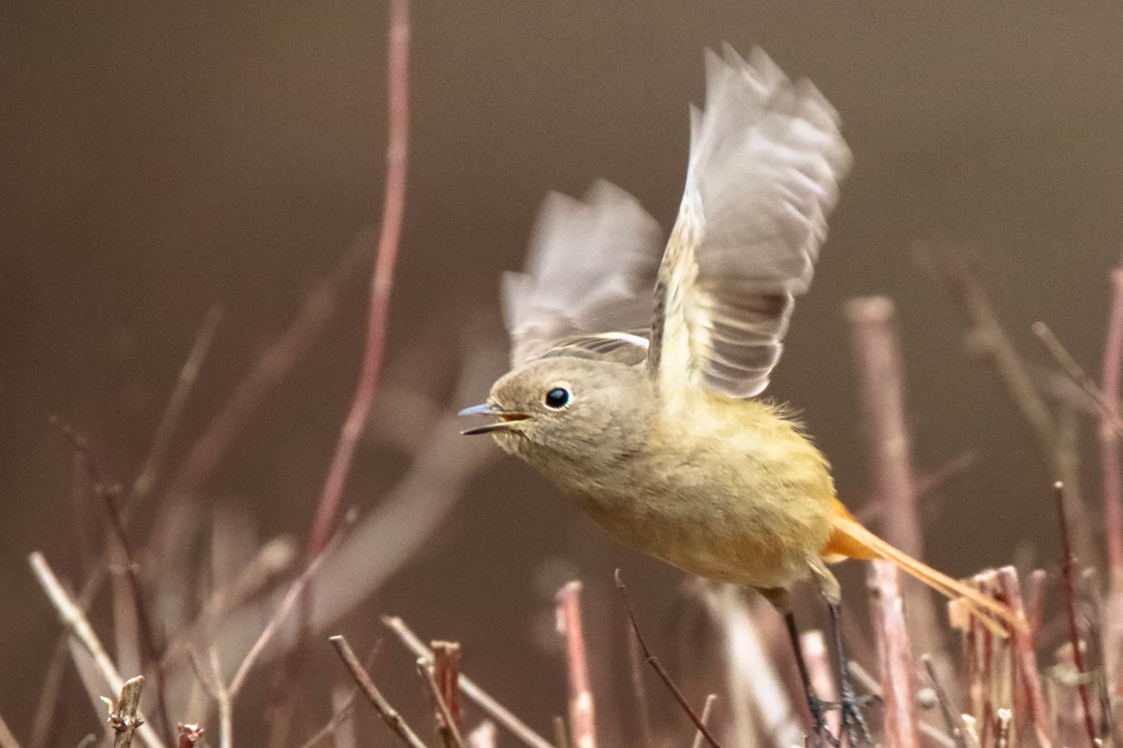 ジョウビタキ♀