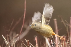 ジョウビタキ♀