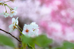 葉桜の季節